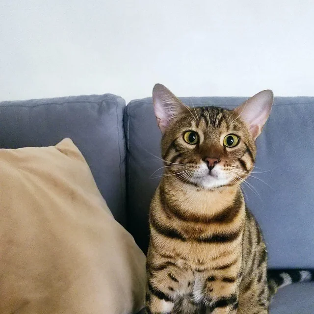Coco